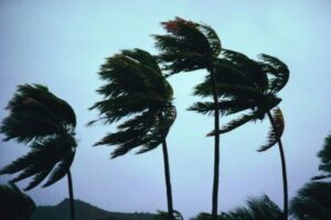 Palmeras moviéndose fuertemente por el viento intenso frente a un cielo oscuro y tormentoso, que sugiere condiciones climáticas severas y la presencia de una posible tormenta.