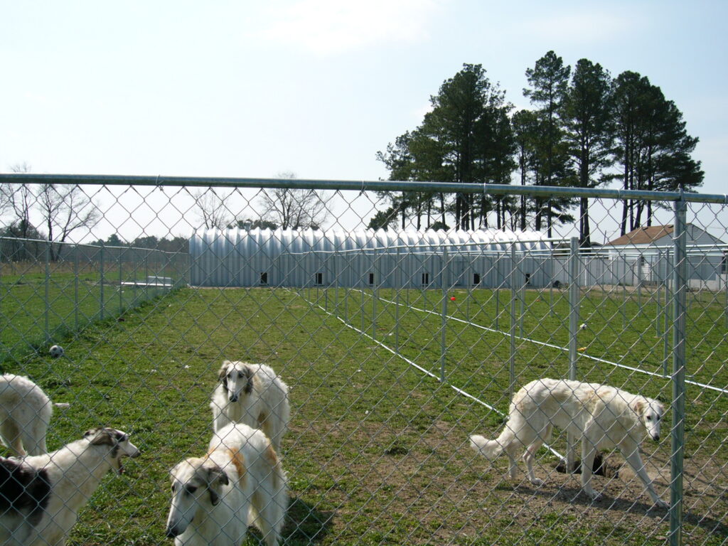 Perros frente a un refugio para animales construido con una estructura de acero SteelMaster.